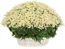 Цветочная композиция из Ромашки в корзине #REPLACE_PRED# Клементьево